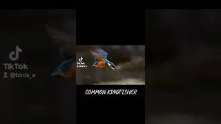 The (Common) Kingfisher