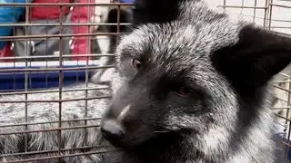 Das blutige Gesch&auml;ft mit dem Pelz