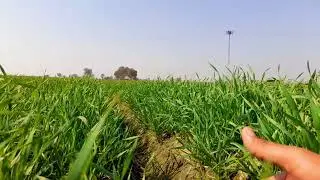 Gandum Or Kamaad Ki Kasht | Wheat crop and sugarcane crop cultivation | Complete Information