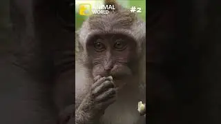 3 cool facts about monkeys #shorts
