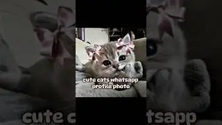 Cute cats whatsapp Profile photo | #shorts #aesthetic #aestheticfeed #whatsapp #profile #pfp #cats