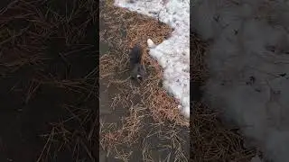 Смотреть до конца🐿🌶😀 #freedom #art #snow #squirrel #nature #wildlife #travel