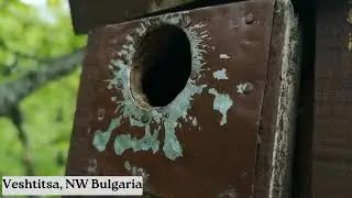 Great tit and Sombre tit nests with eggs - Checking nestboxes