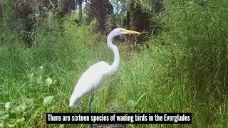 There Are Over 360 Species of Birds in the Everglades!