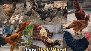 Aseel chicks for sale  in Hyderabad ❤️&zwj;🔥