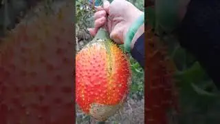 2nd harvesting green$orange gac fruits#satisfying #shortsvideo