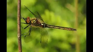 Cordulia aenea (Downy Emerald) Female