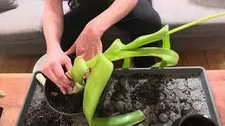 Heirloom plant got top heavy and fell. Had to repot