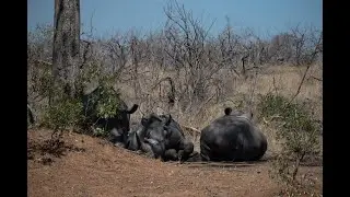 The Four Rhinos (Looking for Shade!)