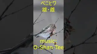 ベニヒワ雄と雌#ベニヒワ #O-Shan-Tee