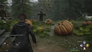 Where To Find The Pumpkin Patch Note - Search The Pumpkin Patch For Another Note | Hogwarts Legacy
