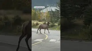 Wildlife at Banff, Canada #travel #nature #wildlife #naturelover #animal #animallover