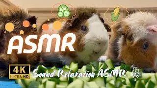 Guinea Pig Eating ASMR 4K | Baby Corn vs Cucumber Crunch Test