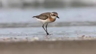 Lesser Sand plover
