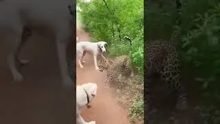 Two dogs V's one leopard #animals #leopard#dogs #vs #fighting