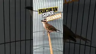 burung trucukan gacor #masteranburung #trucukangacor #trucukanfighter #jogjog
