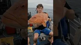 Remembering my PB Coral Trout #fishing #fish #cavy #calsfishin #outdoors #coraltrout #ocean #briggsy