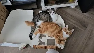 Adorable Cats! Nicko Likes to Bite Khairin, Hissing & Fighting