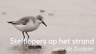 Steltlopers op het strand voor de Zuidpier #1379