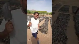Humne Lagaye 1 Lakh Trees 🌳 #shorts #tree
