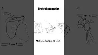 AC joint Anatomy and Arthrokinematics #biomechanics #physio #shoulderphysio #ptstudent #anatomy
