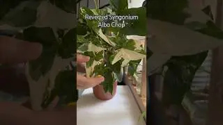 Reverted Syngonium Albo Chop #shorts #plants #houseplants #syngonium #variegatedplants #propagation