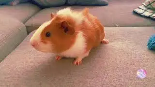 Guinea pig intro