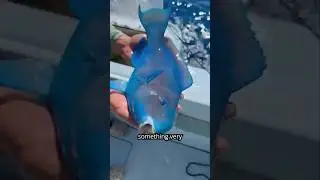Parrotfish Sleep in Mucus Cocoons?! Nature&rsquo;s Weirdest Trick!