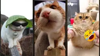 Cute Cats 🐱 Funny Cat Videos 😾 #FunnyCats Part 3822