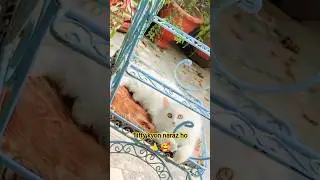 #факты Billi ko kaise manaye🤔🥰 #cutecat #факты #funnycat#cute pets#viralshots#kitten #sad cat#shorts