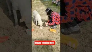 Please feeding them 🙏 #humanity #love #shorts  #dog #dogs #hungry #animals #feedshorts #shortvideo