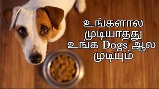 Dogs can predict things before we can | Dogs behavior| Creative Classroom