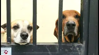 Things you miss while keeping your dogs outside