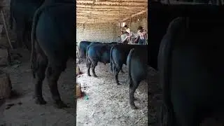 ABERDIN ANGUS BOQISH MANA SHUNAQA BOLADI