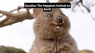 Quokka: The Happiest Animal on Earth!! #quokka #animals #facts #nature
