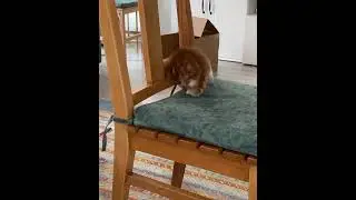 #keşfet #keşfetteyiz #cat #funny #yavrukedi #cats #sarman #impossible