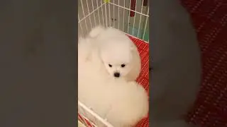 Cute Mini Funniest Animals - Best Of The 2025 Funny Animal Videos #108.2