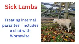 Sick lambs with Barbers pole worm.  includes a chat with wormwise.