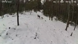 Just some deer in the snow.  Upstate New York 