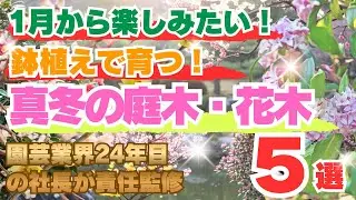 1月から楽しみたい！鉢植えで育つ真冬の庭木5選