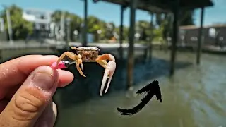 LIVE FIDDLER CRABS GET MUNCHED BY DOCK FISH!