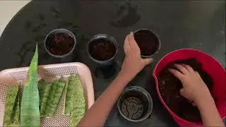 Snake Plant Propagation