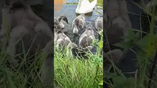 So adorable cygnets eating grass 💗🦢💗