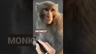 Animal's name #monkey #kindergarten #kidssong #learning