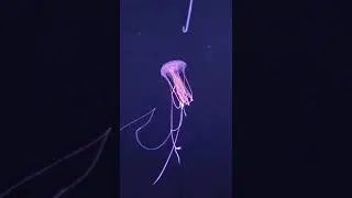 Monterey Bay Aquarium: Jellyfish exhibit