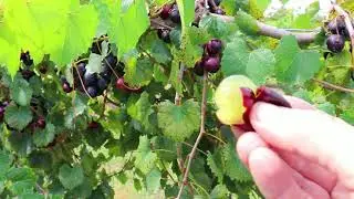 Вкусный мускатный виноград