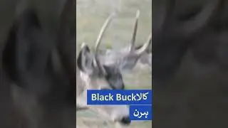 Top 10 Endangered animals Species in Pakistan l پاکستان میں سب سے اوپر 10 خطرے سے دوچار جانور