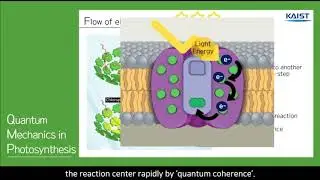 Quantum Mechanics in Photosynthesis