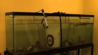 150 Gallon Aquarium Setup - Time Lapse Video