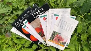The Tomatoes I&rsquo;m Growing for 2023